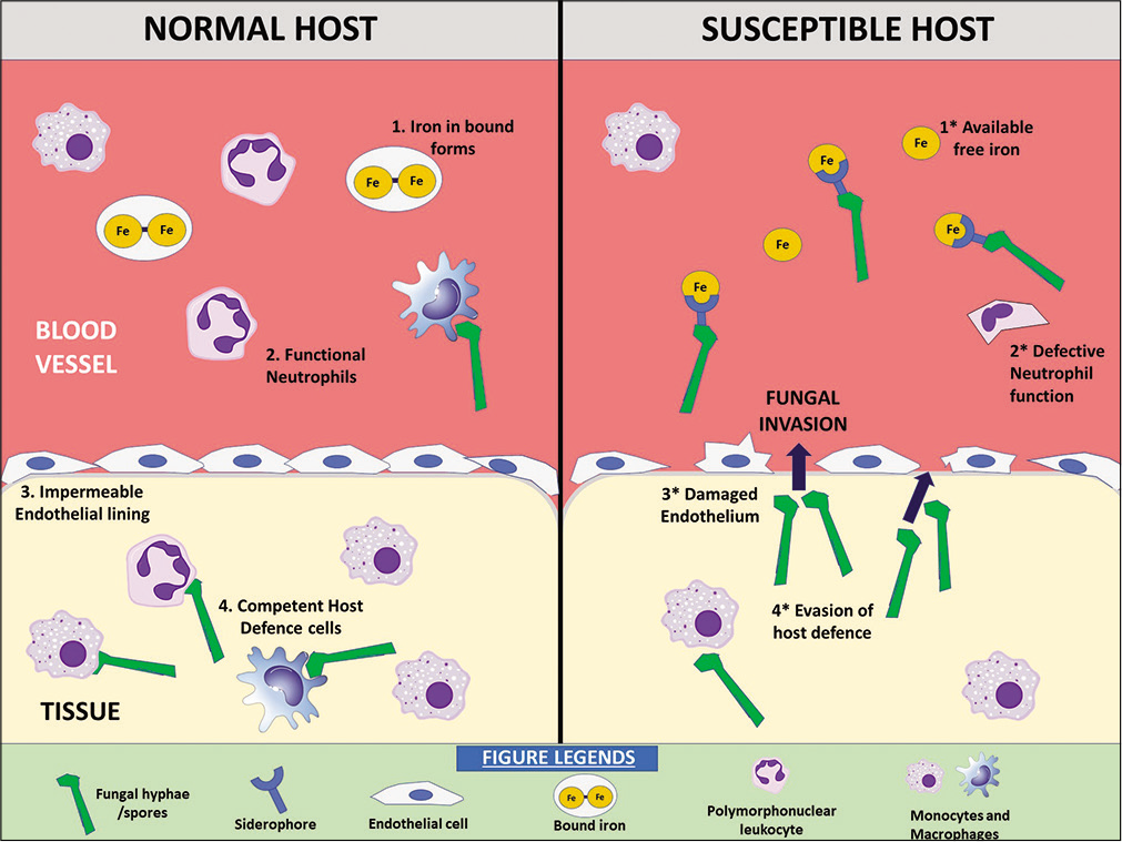 Factors predisposing to mucormycosis in a susceptible host.