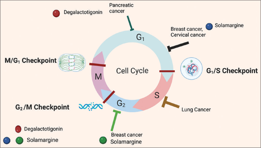 Role of Solanum nigrum (SN) in cell cycle regression in various cancers. A phytocomponent called degalactotigonin inhibits the G1 phase in the cell cycle in pancreatic cancers. A glycoalkaloid called solamargine inhibits the G1 phase in breast and cervical cancers and also the G2 phase in breast cancer. SN inhibits the S phase in lung cancer.[17-22]