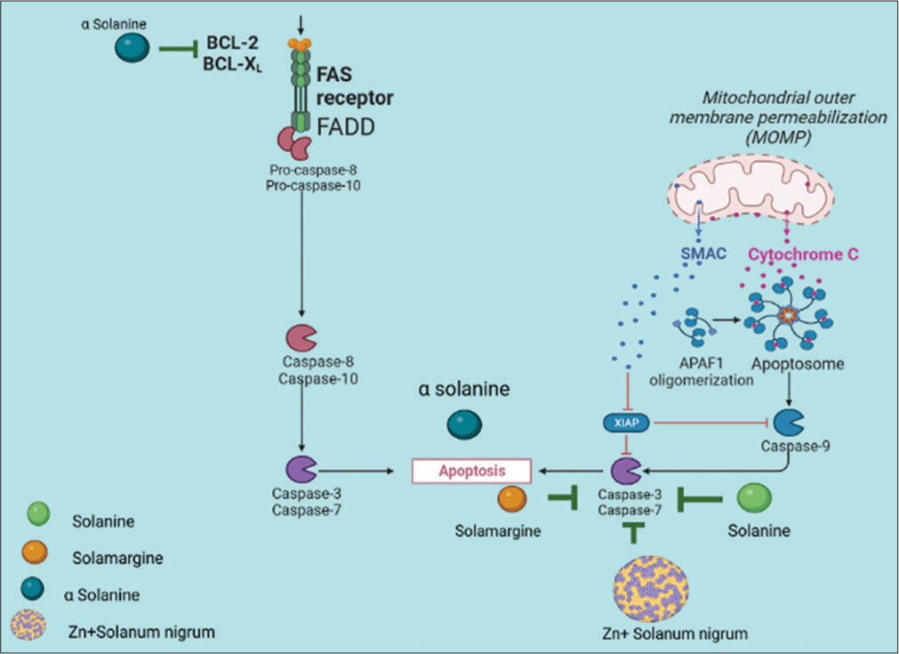Potential target of Solanum nigrum (SN) in cancers- apoptotic pathway. α-solasonine inhibits BCL-2 and BCLXL in the apoptotic pathway. Phytocomponents called solanine, solamargine, and zinc nanoparticles with SN inhibit caspase 3 and caspase 7.[20,21,23,26,28-30] BCL: B cell lymphoma 2, FAS: Cell surface death receptor, FADD: Fas-associated death domain, Zn: Zinc, SMAC: Second mitochondria derived activator of caspases, APAF1: Apoptotic protease activating factor-1